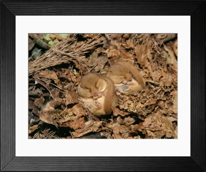 Framed Print : Common Dormouse - 2 hibernating Framed Print : Common Dormouse - 2 hibernating