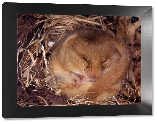 Common Dormouse - Hibernating