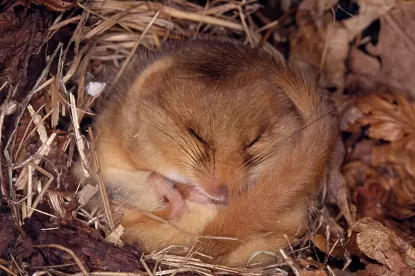 Common Dormouse - Hibernating