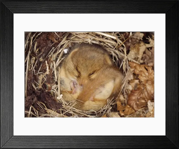 Framed Print : Dormouse - hibernating, close-up Framed Print : Dormouse - hibernating, close-up