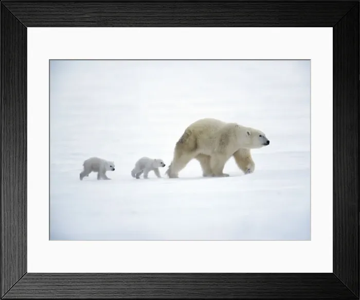 Framed Print : Polar Bear - with babies Canada Framed Print : Polar Bear - with babies Canada
