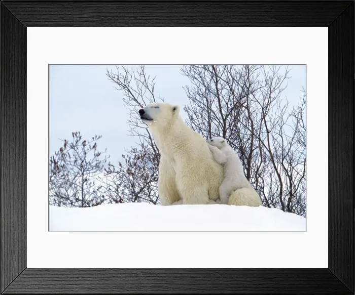 Framed Print : Polar Bear - sleeping, with young Framed Print : Polar Bear - sleeping, with young