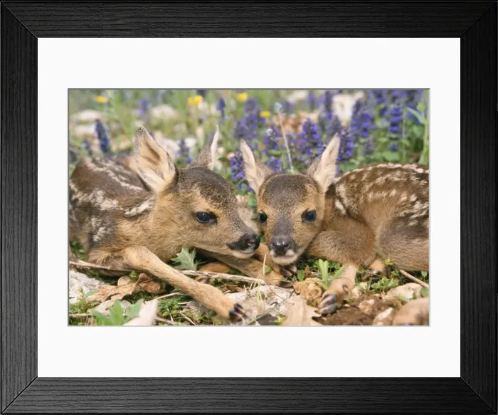 Framed Print : Roe Deer. WAT-7073. ROE DEER - two young Framed Print : Roe Deer. WAT-7073. ROE DEER - two young