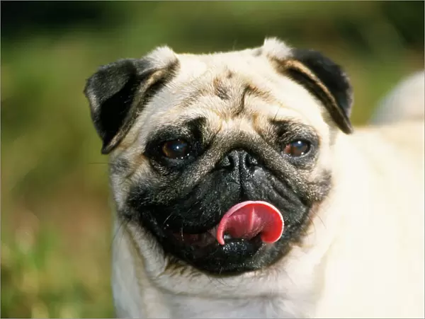 Pug Dog - licking face