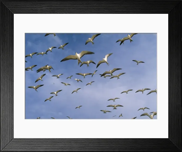 Framed Print : Sooty Tern - flock in flight Framed Print : Sooty Tern - flock in flight