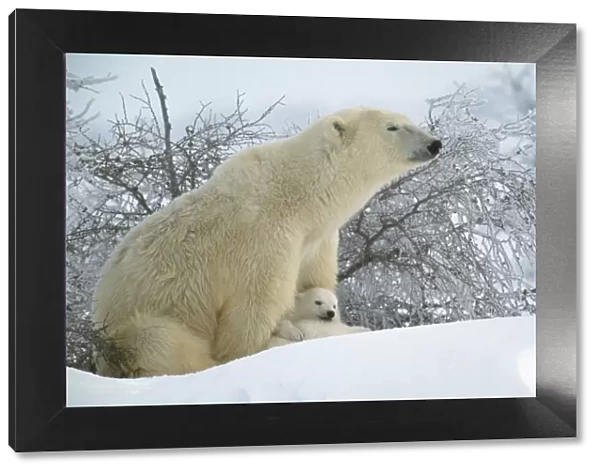 Polar Bear - Adult sitting asleep with cubs resting between front paws. In snow. Canada