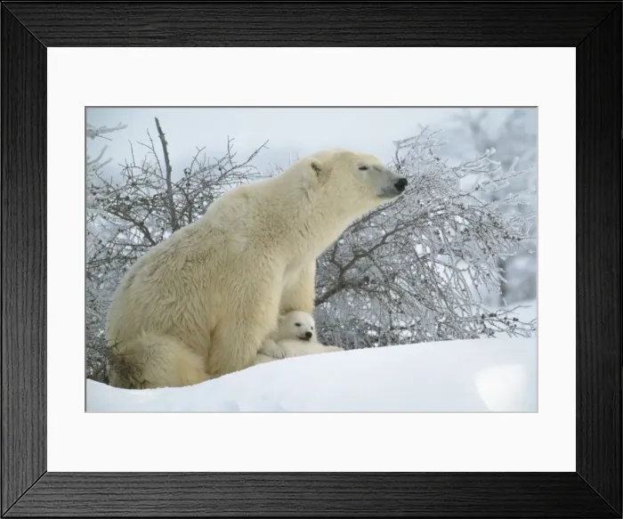 Framed Print : Polar Bear - Adult sitting asleep with cubs resting between front paws. In snow. Canada