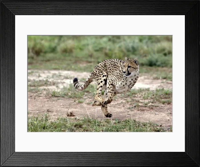 Framed Print : Cheetah Namibia Framed Print : Cheetah Namibia