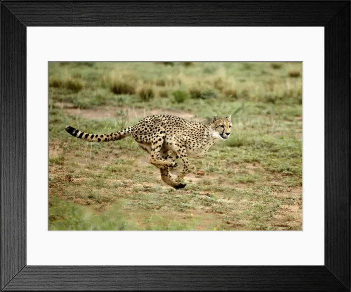 Framed Print : Cheetah Namibia Framed Print : Cheetah Namibia