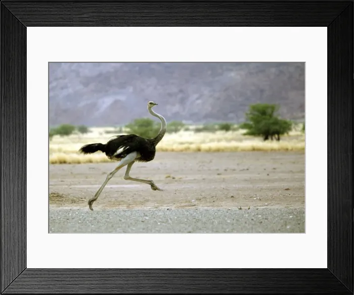 Framed Print : Ostrich Namibia Framed Print : Ostrich Namibia