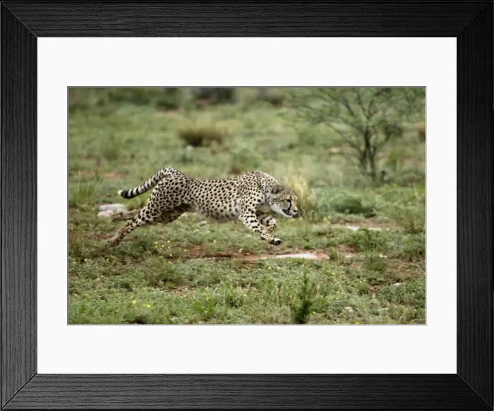 Framed Print : Cheetah Namibia