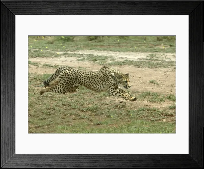 Framed Print : Cheetah Namibia Framed Print : Cheetah Namibia