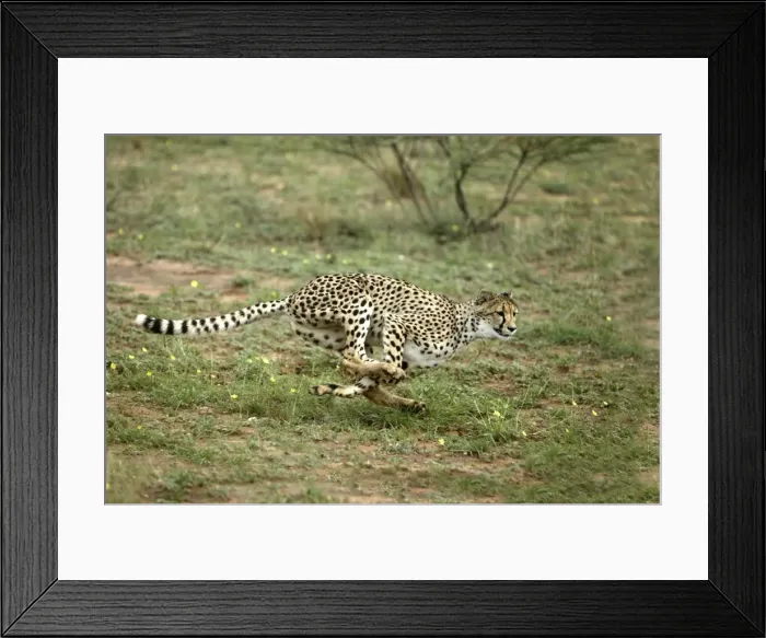 Framed Print : Cheetah Namibia Framed Print : Cheetah Namibia