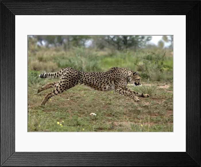 Framed Print : Cheetah Namibia Framed Print : Cheetah Namibia
