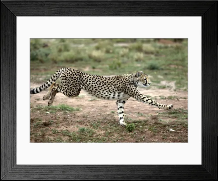 Framed Print : Cheetah. Namibia