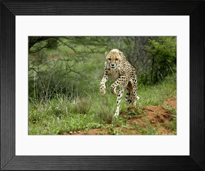 Framed Print : Cheetah. Namibia Framed Print : Cheetah. Namibia