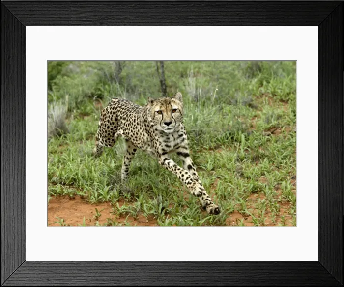 Framed Print : Cheetah. Namibia Framed Print : Cheetah. Namibia