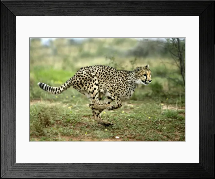 Framed Print : Cheetah. Namibia Framed Print : Cheetah. Namibia