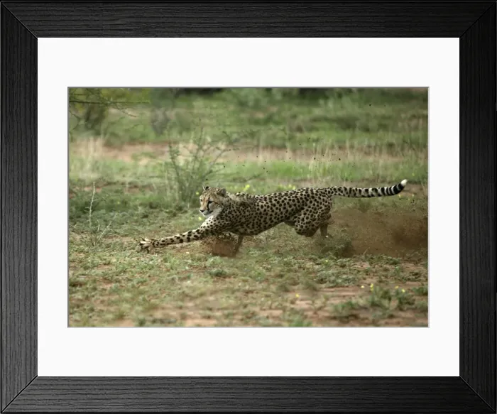 Framed Print : Cheetah Namibia Framed Print : Cheetah Namibia
