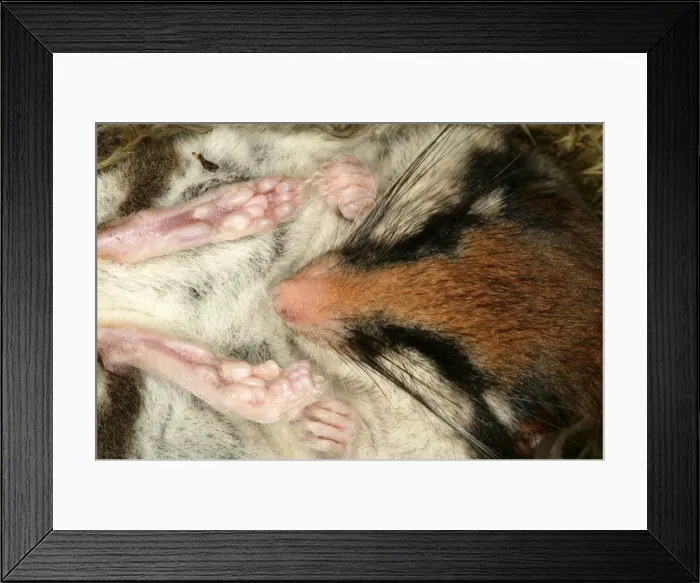 Framed Print : Garden Dormouse. Hibernating Framed Print : Garden Dormouse. Hibernating