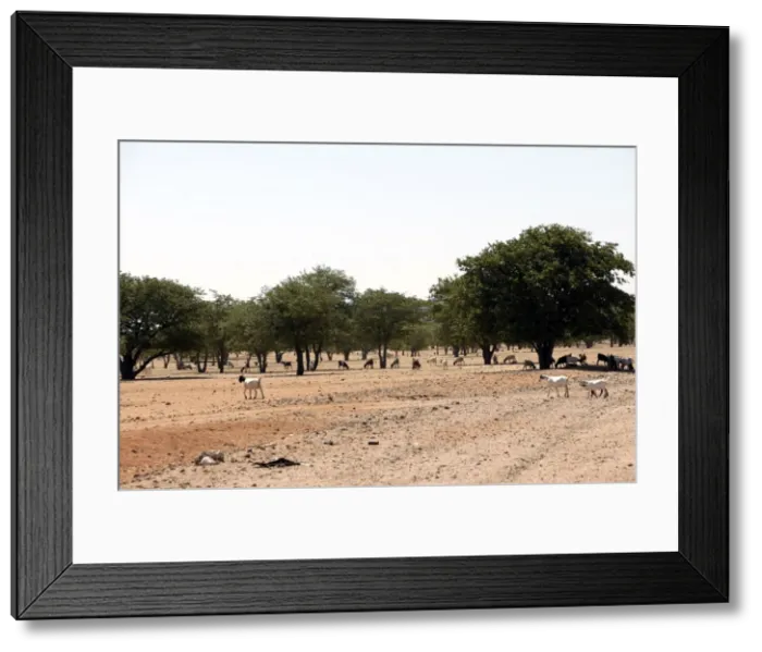 Framed Print : Goats Desertification, Namibia Framed Print : Goats Desertification, Namibia