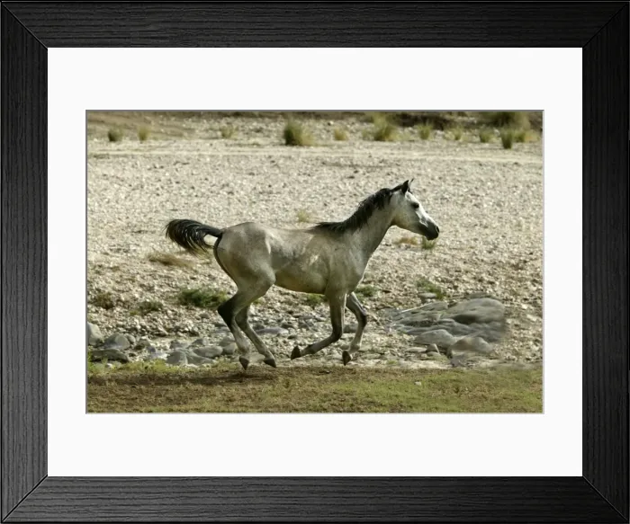 Framed Print : Wild Horse. Namibia Framed Print : Wild Horse. Namibia