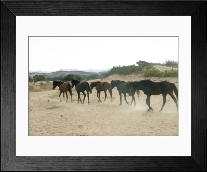 Framed Print : Wild Horse Namibia Framed Print : Wild Horse Namibia