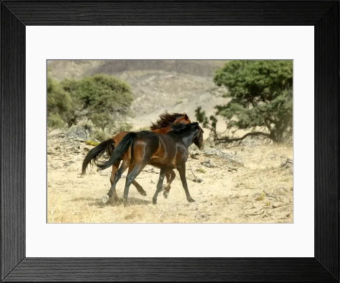 Framed Print : Wild Horse Namibia Framed Print : Wild Horse Namibia