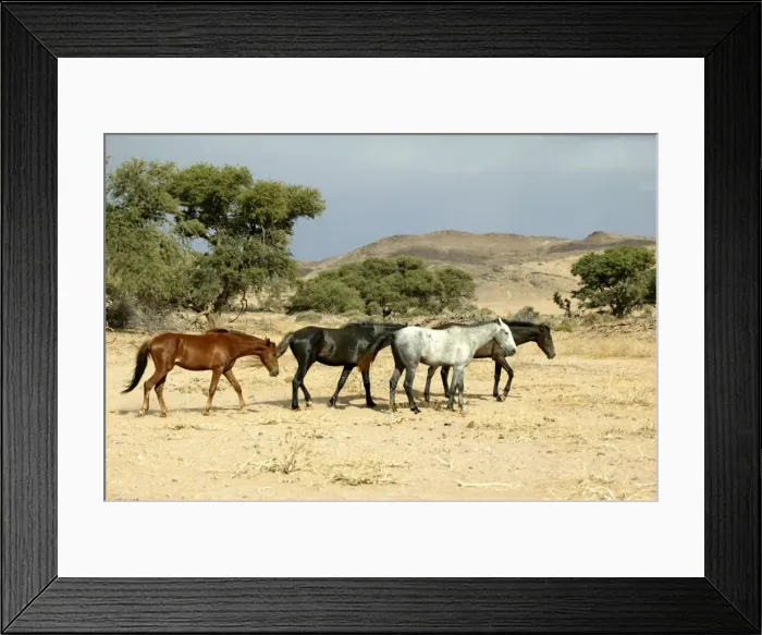 Framed Print : Wild Horse Namibia Framed Print : Wild Horse Namibia