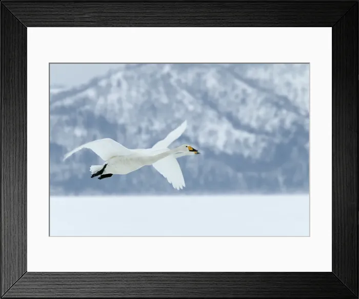 Framed Print : cygne chanteur Whooper Swan Cygnus cygnus cygnus Framed Print : cygne chanteur Whooper Swan Cygnus cygnus cygnus