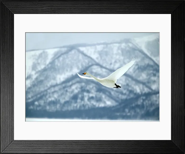 Framed Print : Whooper Swan Wintering on ice lakes in Hokkaido. Japan Framed Print : Whooper Swan Wintering on ice lakes in Hokkaido. Japan
