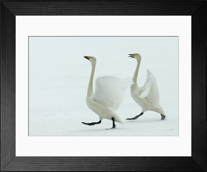 Framed Print : Whooper Swans Courtship display Wintering on ice lakes in Hokkaido, Japan Framed Print : Whooper Swans Courtship display Wintering on ice lakes in Hokkaido, Japan