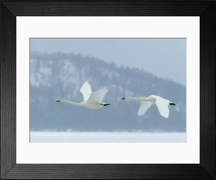 Framed Print : Whooper Swans In flight Wintering on ice lakes Hokkaido, Japan Framed Print : Whooper Swans In flight Wintering on ice lakes Hokkaido, Japan