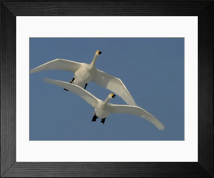 Framed Print : Whooper Swans In flight Wintering on ice lakes Hokkaido, Japan