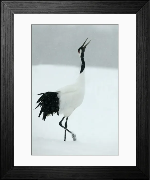 Framed Print : Red Crowned Crane / Japanese Crane Displaying Hokkaido, Japan Framed Print : Red Crowned Crane / Japanese Crane Displaying Hokkaido, Japan