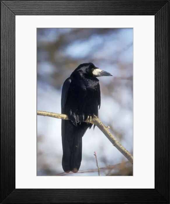 Framed Print : Rook Perched on branch Framed Print : Rook Perched on branch