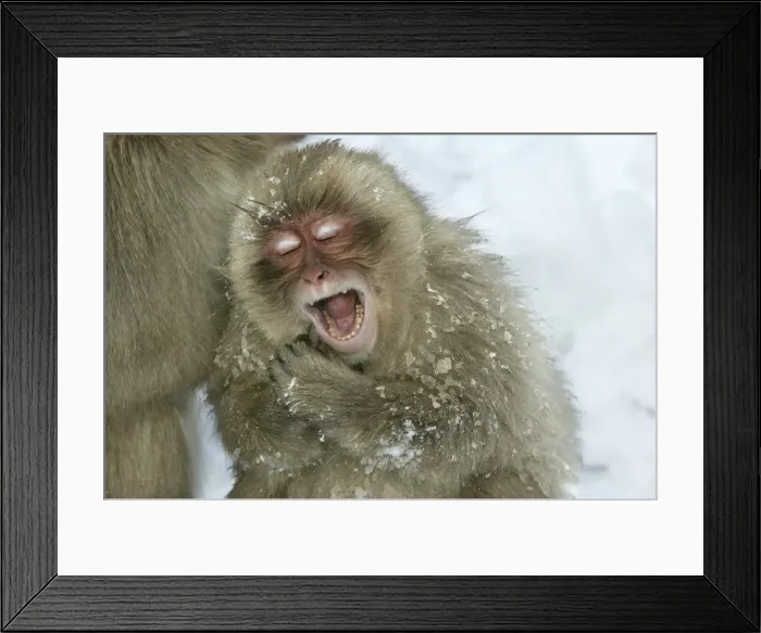 Framed Print : Japanese Macaque Monkeys / Snow Monkeys Young Macaque yawning In snow Japan Framed Print : Japanese Macaque Monkeys / Snow Monkeys Young Macaque yawning In snow Japan