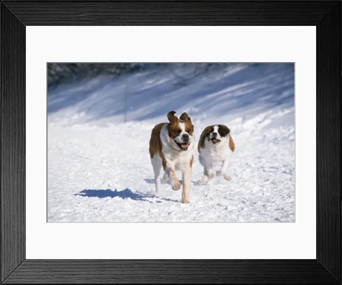 Framed Print : Saint Bernard Dog - running in snow Framed Print : Saint Bernard Dog - running in snow