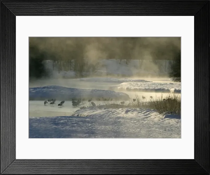 Framed Print : Red-crowned Crane - flock standing in water, with dawn mist Hokkaido, Japan Framed Print : Red-crowned Crane - flock standing in water, with dawn mist Hokkaido, Japan
