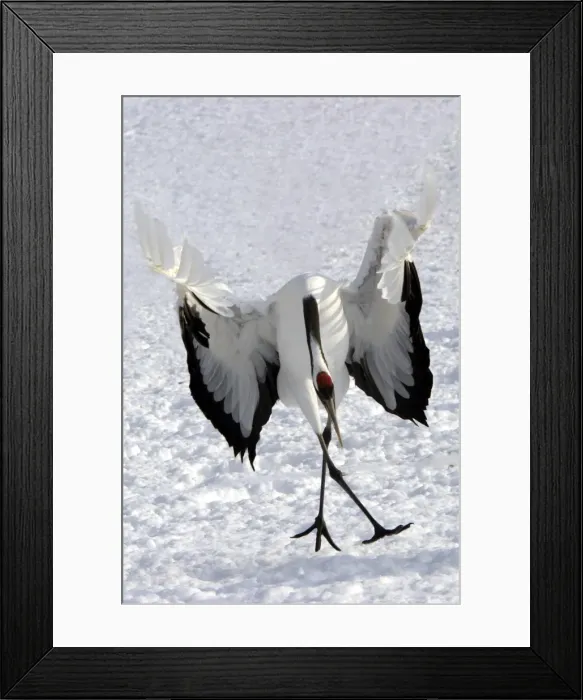 Framed Print : Red-crowned Crane - displaying Hokkaido, Japan Framed Print : Red-crowned Crane - displaying Hokkaido, Japan