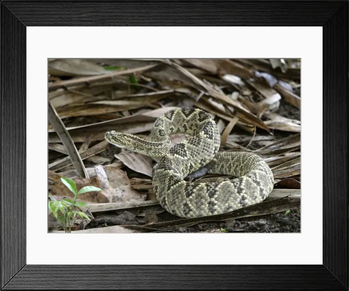 Framed Print : Rattlesnake. Llanos. Hato El Frio. Venezuela sub-species C. d. durissus or C. d. cumanensis Framed Print : Rattlesnake. Llanos. Hato El Frio. Venezuela sub-species C. d. durissus or C. d. cumanensis