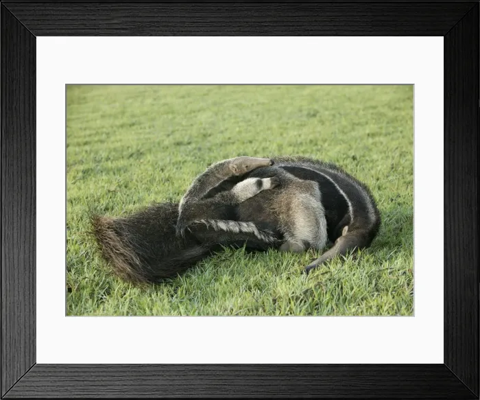 Framed Print : Giant Anteater - resting with young on back Llanos, Venezuela Framed Print : Giant Anteater - resting with young on back Llanos, Venezuela