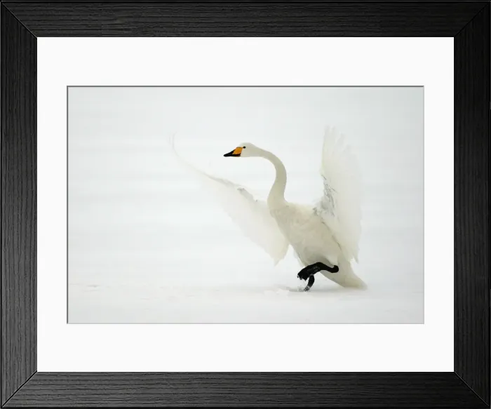 Framed Print : Whooper Swan - taking off Lake Kushiro, Hokkaido, Japan Framed Print : Whooper Swan - taking off Lake Kushiro, Hokkaido, Japan