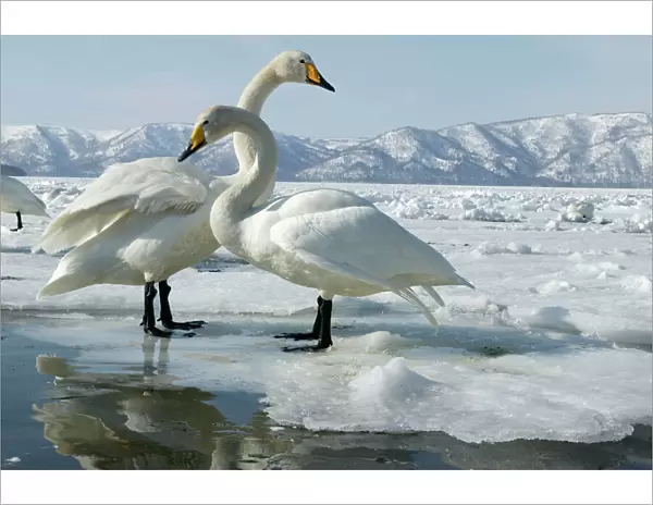 Whooper Swan - two Lake Kushiro, Hokkaido, Japan