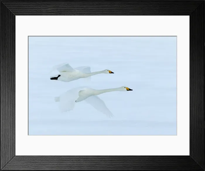 Framed Print : Whooper Swan - two in flight Lake Kushiro, Hokkaido, Japan Framed Print : Whooper Swan - two in flight Lake Kushiro, Hokkaido, Japan