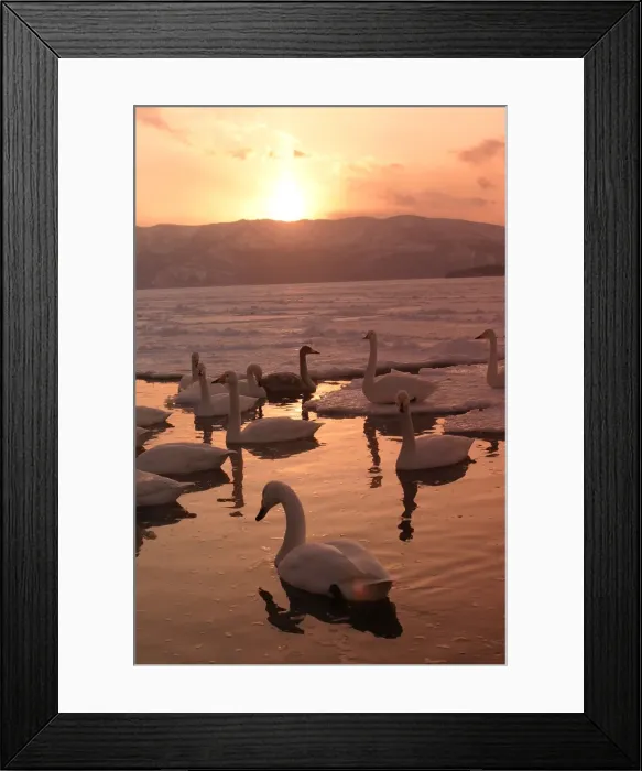Framed Print : Whooper Swan - at sunset Lake Kushiro, Hokkaido, Japan Framed Print : Whooper Swan - at sunset Lake Kushiro, Hokkaido, Japan