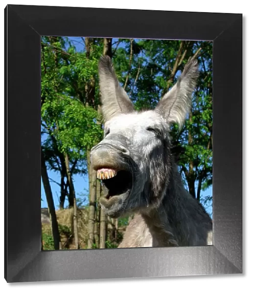 Donkey - Braying
