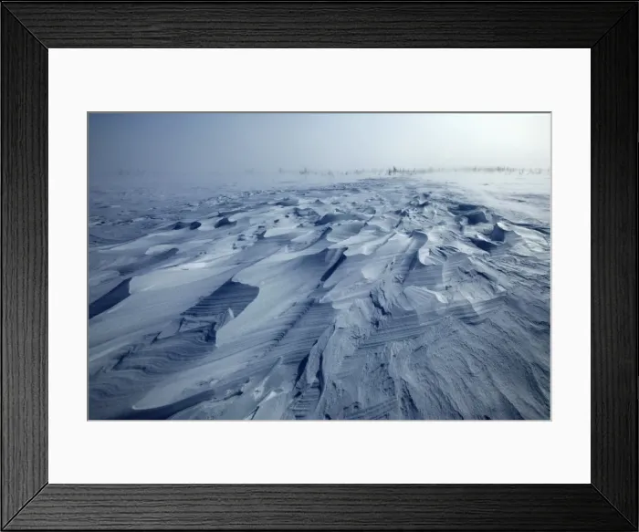 Framed Print : blizzard. toundra, taiga a churchill. manitoba. canada en novembre Framed Print : blizzard. toundra, taiga a churchill. manitoba. canada en novembre