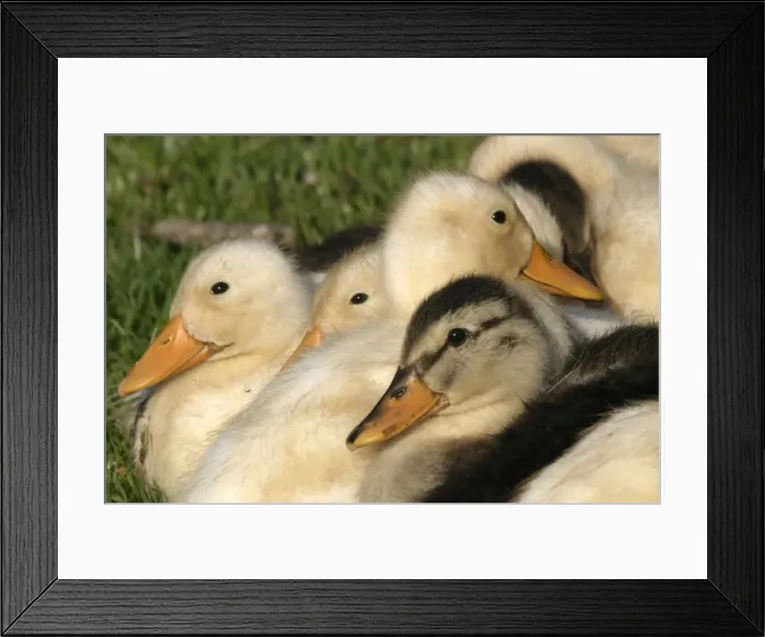Framed Print : canetons domestiques Framed Print : canetons domestiques