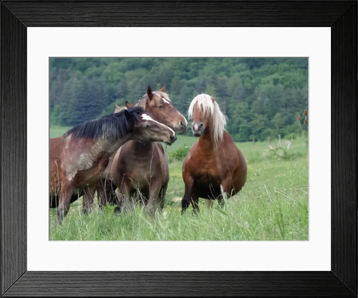 Framed Print : Horses - three Framed Print : Horses - three